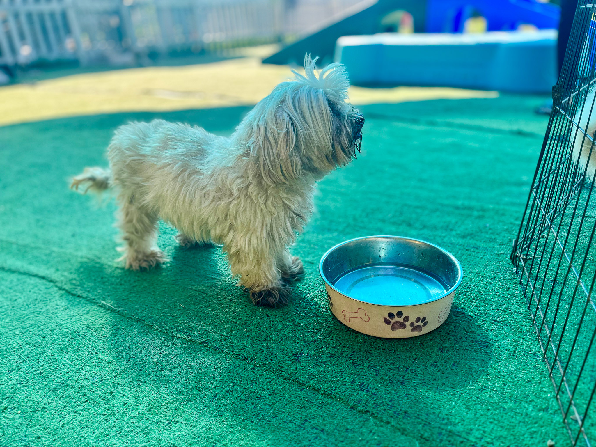 How to Prepare Your Home for a New Pet