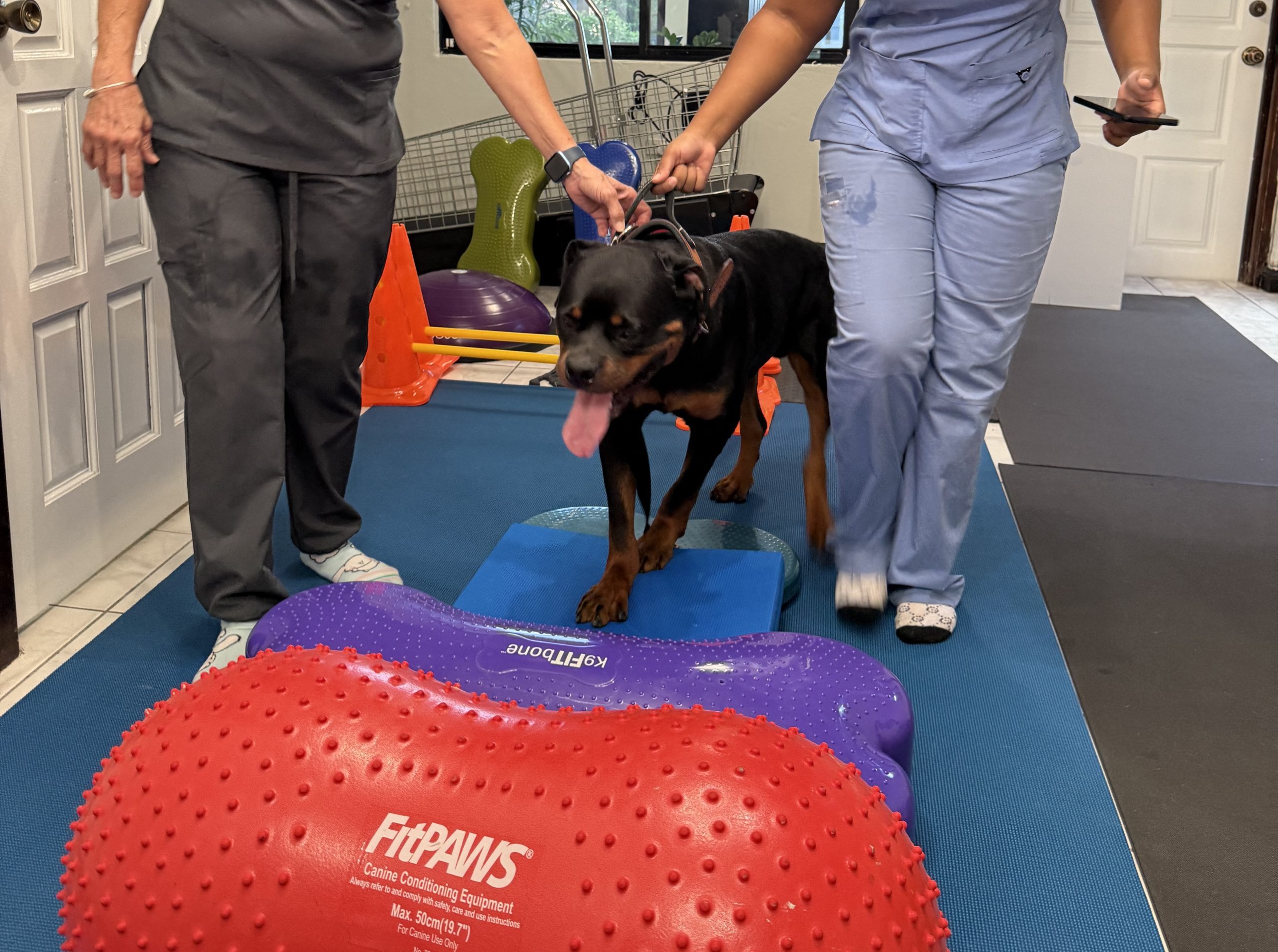 Helping Pets Heal: Signs Your Pet Needs Physiotherapy for Pain or Mobility