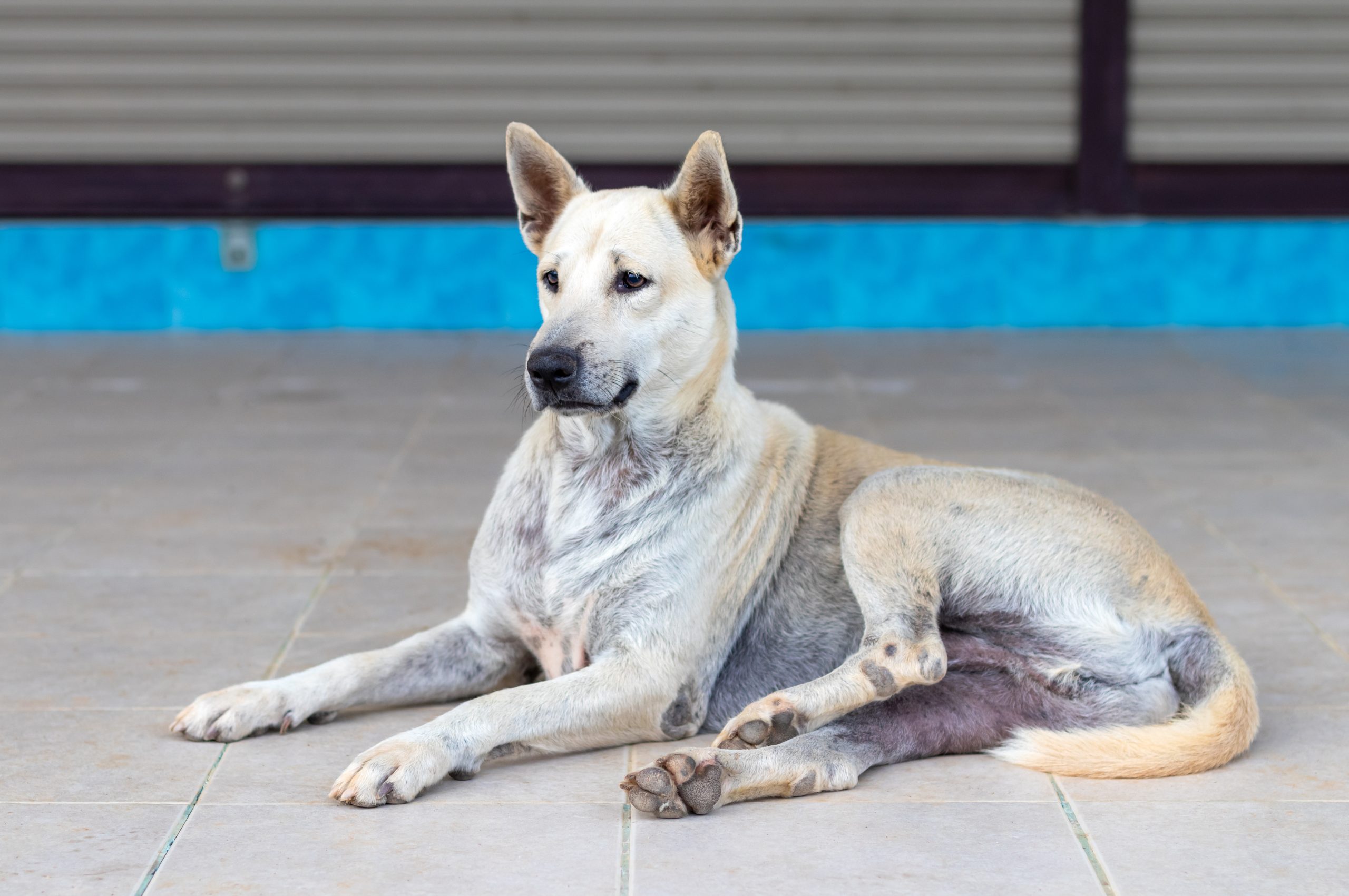 Can Old Engine Oil Cure Mange in Dogs? The Dangerous Truth Behind This Practice