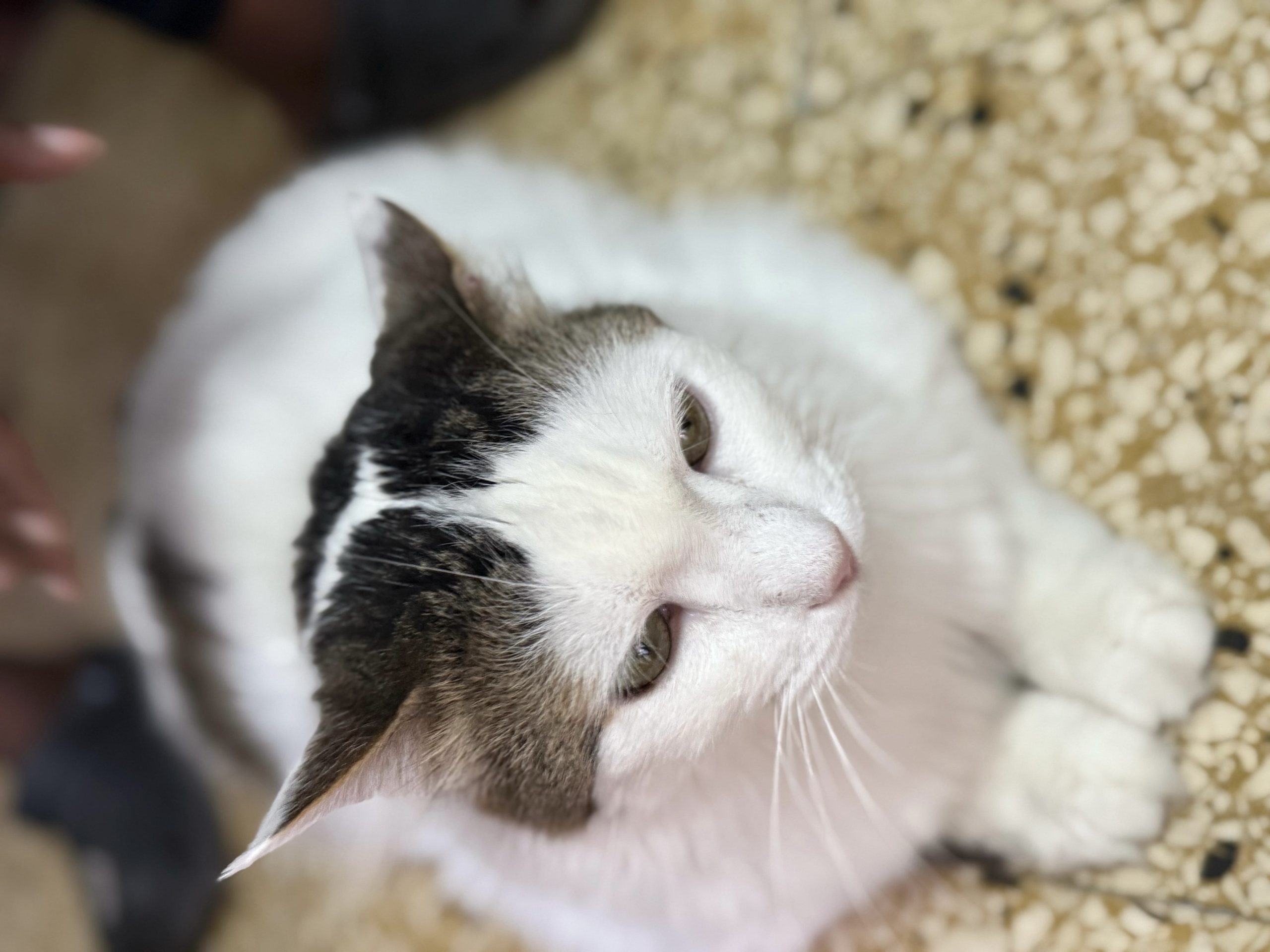 Understanding Obesity in Cats and Dogs